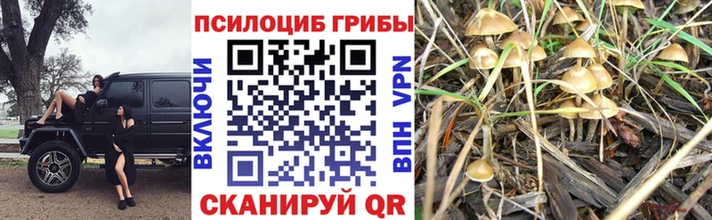 Галлюциногенные грибы ЛСД  где можно купить наркотик  KRAKEN сайт  Волхов 